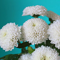 Buy canvas prints of White flowers by Clare Willis