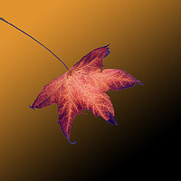 Buy canvas prints of Autumn leaf by David Bigwood