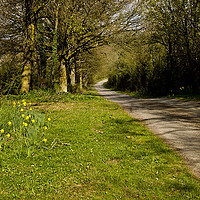 Buy canvas prints of Herefordshire lane in spring by David Bigwood