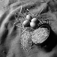 Buy canvas prints of New laid eggs, straw and oats on hessian sacking by David Bigwood