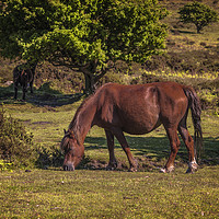 Buy canvas prints of England: Wild horse on Dartmoor, Devon by David Bigwood