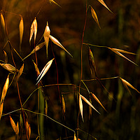 Buy canvas prints of Grass seeds on plants by David Bigwood
