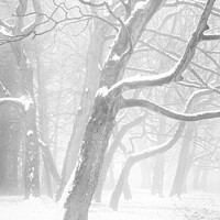 Buy canvas prints of Snow, mist and trees by Peter Zabulis
