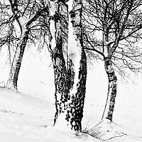 Buy canvas prints of Winter Trees by Peter Zabulis