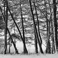 Buy canvas prints of Winter Trees #2 by Peter Zabulis