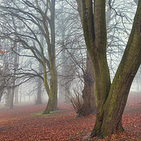 Buy canvas prints of A Foggy Day in Sherwood by Peter Zabulis