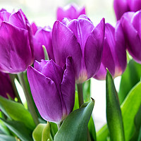Buy canvas prints of Purple Tulips by Peter Zabulis