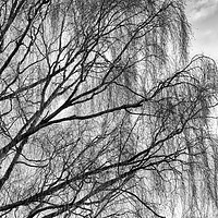 Buy canvas prints of A Silver Birch in Winter by Peter Zabulis