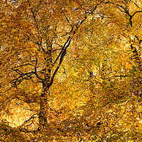 Buy canvas prints of Autumn Gold by Peter Zabulis