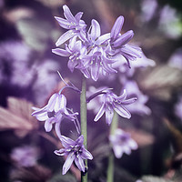 Buy canvas prints of Bluebells in autochrom by Peter Zabulis
