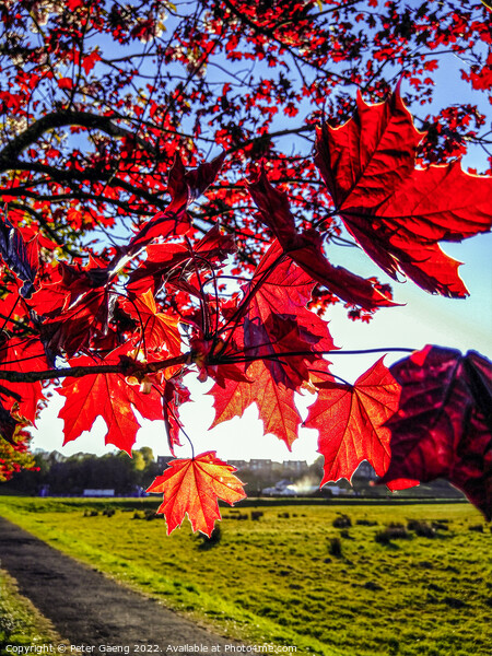 Red Maple Tree Leaves - Scotland Picture Board by Peter Gaeng