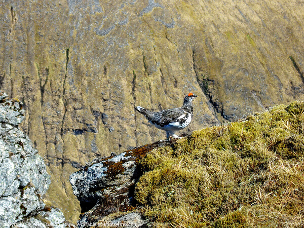Ptarmigan on the edge of a cliff Picture Board by Peter Gaeng