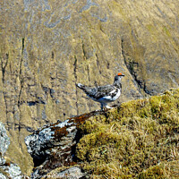 Buy canvas prints of Ptarmigan on the edge of a cliff by Peter Gaeng