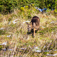 Buy canvas prints of Roe deer in winter sun - Lochwinnoch Scotland.  by Peter Gaeng