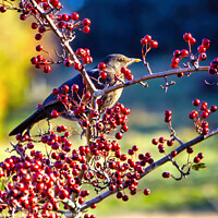 Buy canvas prints of Autumn's Palette: Blackbird on Hawthorn by Peter Gaeng