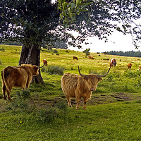 Buy canvas prints of Enchanting Highland Cows: An Idyllic Scottish Scen by Peter Gaeng