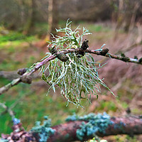 Buy canvas prints of Lichen on a Twig by Peter Gaeng