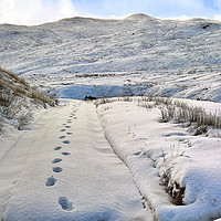 Buy canvas prints of Footsteps in the snow by Peter Gaeng