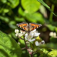 Buy canvas prints of Orange butterfly  sitting on flowers by Peter Gaeng