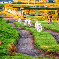 Buy canvas prints of Lambs in a field.  by Peter Gaeng