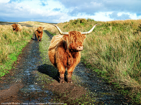 Highland Cattle - Fairlie Moor - Scotland Picture Board by Peter Gaeng