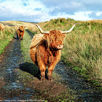 Buy canvas prints of Highland Cattle - Fairlie Moor - Scotland by Peter Gaeng
