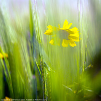 Buy canvas prints of Corn Marigold in the wheat field by geoff shoults