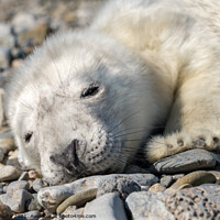 Buy canvas prints of Atlantic Grey Seal pup by geoff shoults