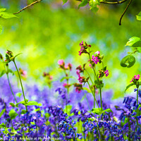 Buy canvas prints of Springtime in England, II by geoff shoults