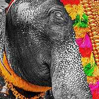 Buy canvas prints of Elephant's eye, India by geoff shoults
