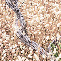 Buy canvas prints of Summer grasses by geoff shoults