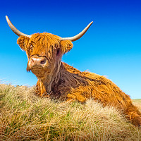 Buy canvas prints of Highland Cow by geoff shoults