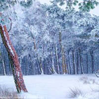 Buy canvas prints of Winter in the woods by geoff shoults