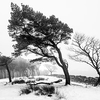 Buy canvas prints of Monochrome winter woods by geoff shoults