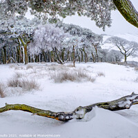 Buy canvas prints of Beautiful winter woods by geoff shoults