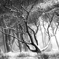 Buy canvas prints of Magical winter by geoff shoults