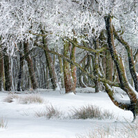 Buy canvas prints of Winter's day by geoff shoults