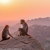 Buy canvas prints of Temple monkeys, India  by geoff shoults