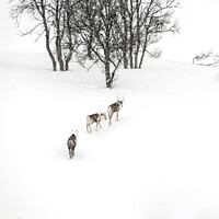 Buy canvas prints of Reindeer in the Arctic by geoff shoults