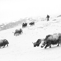 Buy canvas prints of Yaks in the snow by geoff shoults