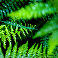 Buy canvas prints of Green by geoff shoults