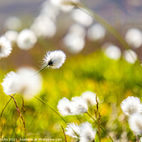 Buy canvas prints of Cotton grass on Kinder by geoff shoults