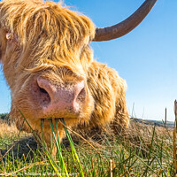 Buy canvas prints of Highland Coo by geoff shoults