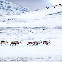 Buy canvas prints of Reindeer in Lapland by geoff shoults