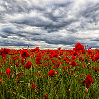 Buy canvas prints of Poppies by Steve Haseldine