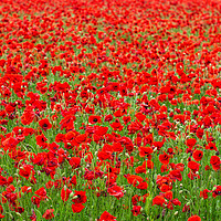 Buy canvas prints of Sea of Poppies  by Steve Haseldine