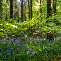 Buy canvas prints of Bluebell Wood, Arlington Court by Brenda Holmes