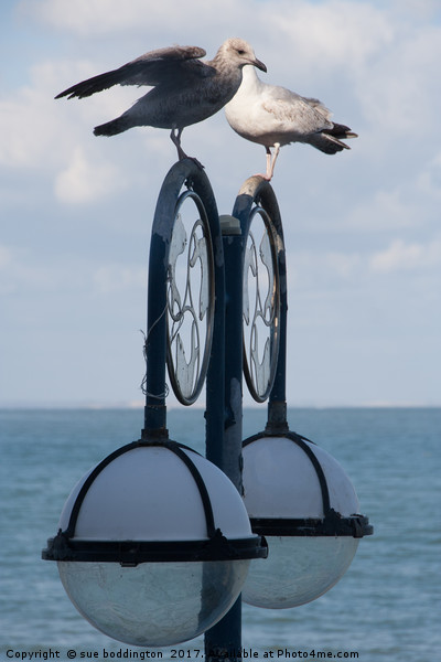 Seagulls Picture Board by sue boddington