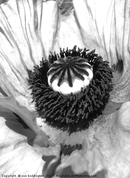 Black and white poppy Picture Board by sue boddington