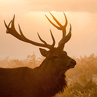 Buy canvas prints of Stag at sunrise by sue boddington